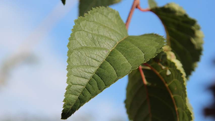 Prunus 'Spire' blad
