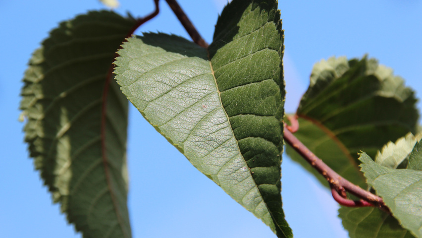 Prunus 'Spire' blad