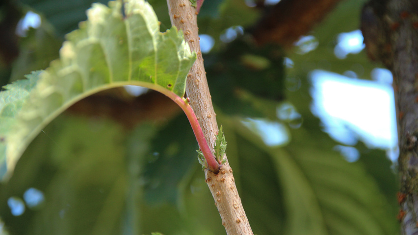 Prunus 'Spire' twijgen
