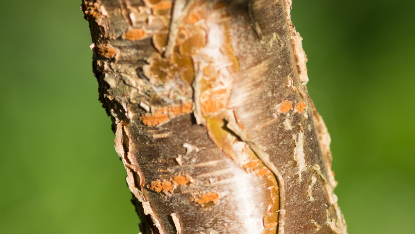 Prunus 'The Bride' bast