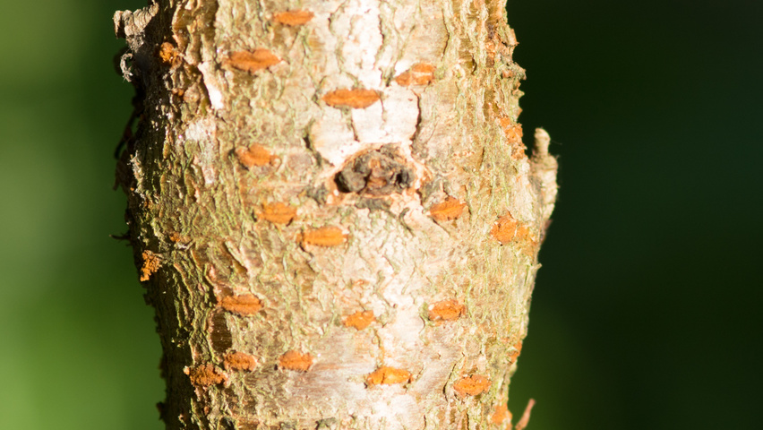 Prunus 'The Bride' bast