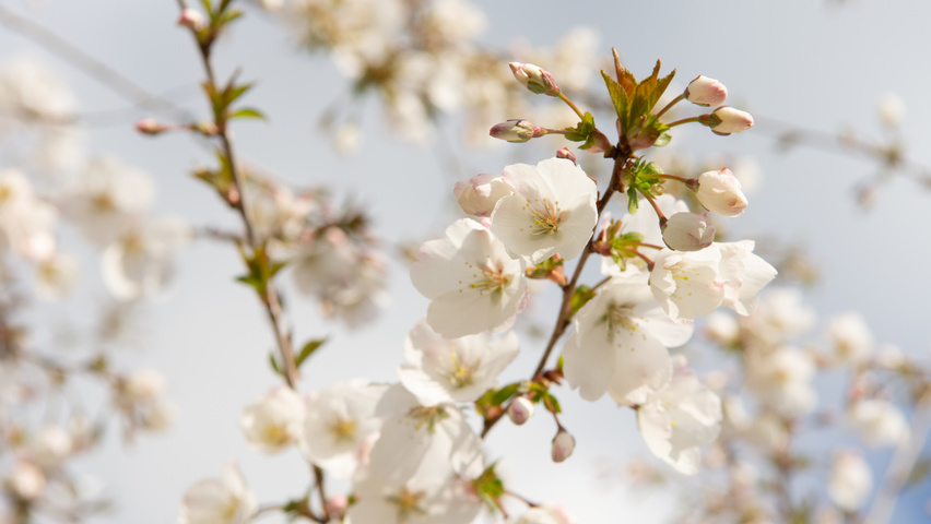 Prunus 'The Bride' bloem