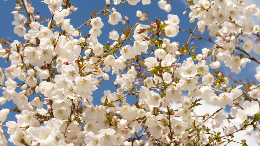 Prunus 'The Bride' bloem