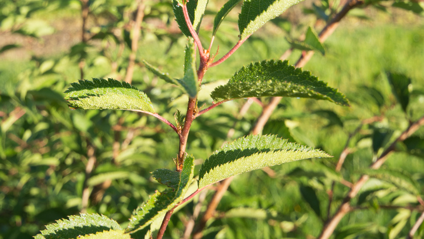 Prunus 'The Bride' blad