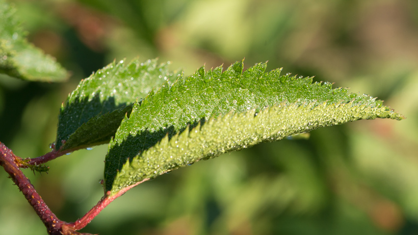 Prunus 'The Bride' blad