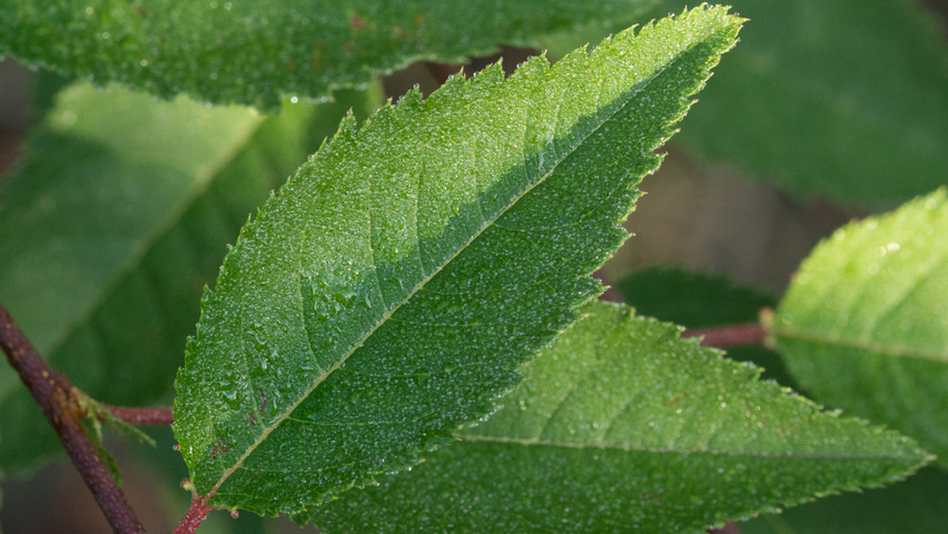 Prunus 'The Bride' blad