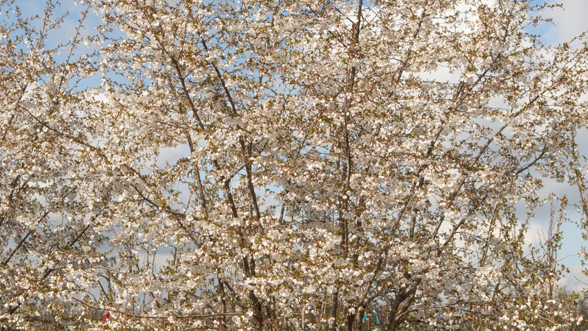 Prunus 'The Bride' meerstammig