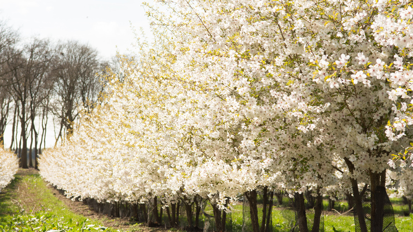 Prunus 'The Bride' meerstammig