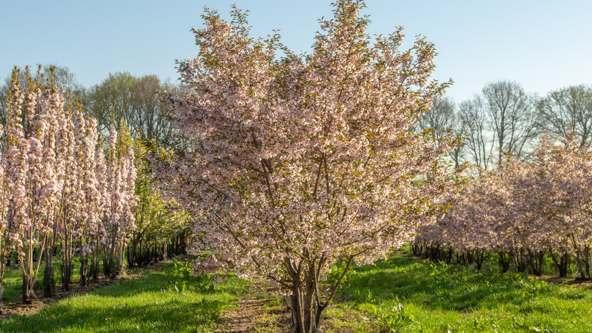 Prunus 'The Bride' meerstammig