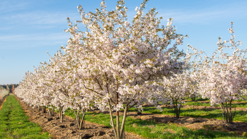 Prunus 'The Bride' meerstammig parasol