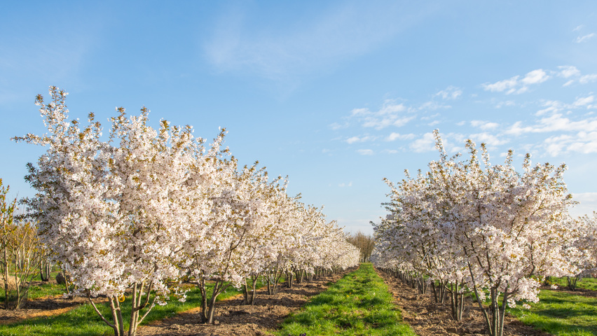Prunus 'The Bride' meerstammig parasol