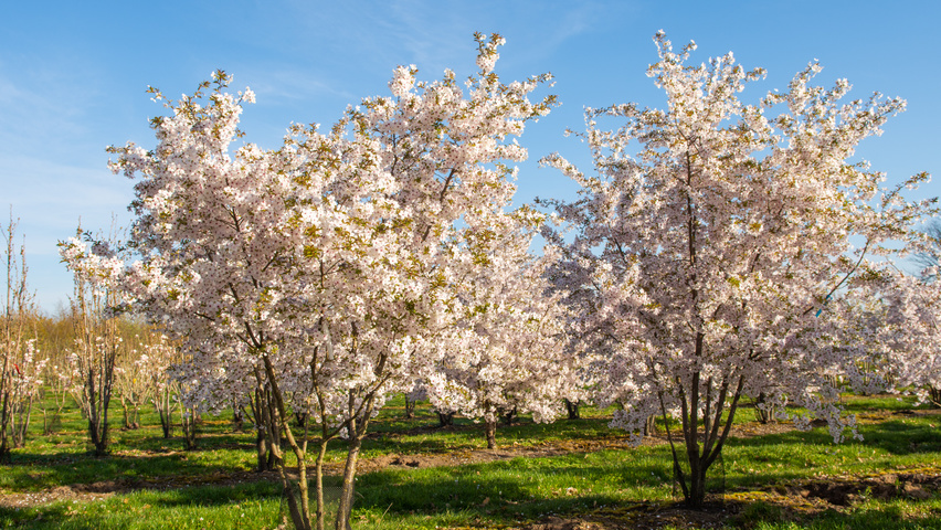 Prunus 'The Bride' meerstammig parasol