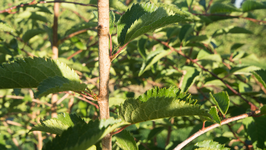 Prunus 'The Bride' twijgen