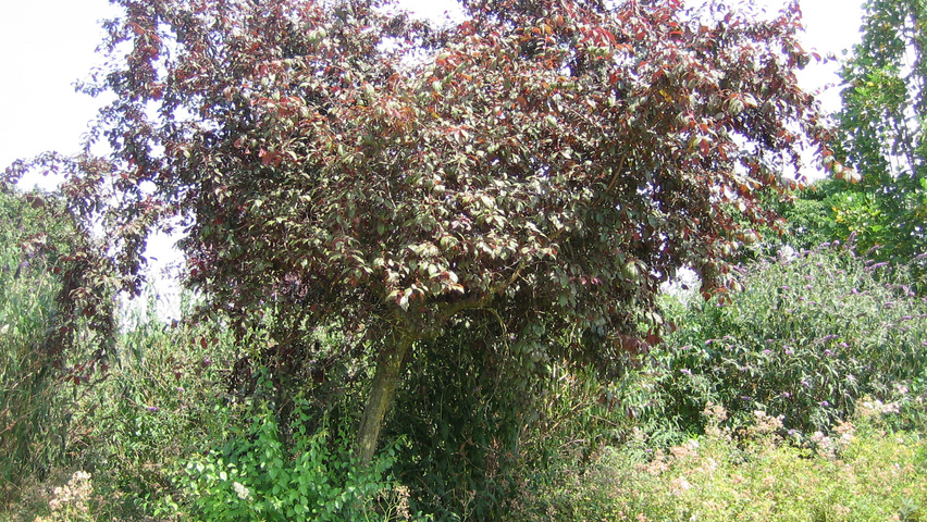 Prunus 'Trailblazer' półpienne