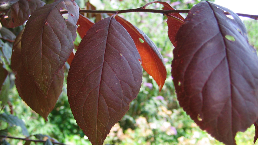Prunus 'Trailblazer' liście