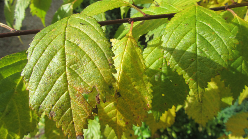 Prunus triloba Herbstblatt