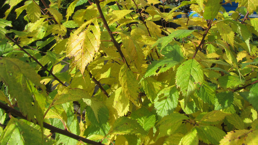 Prunus triloba Herbstblatt