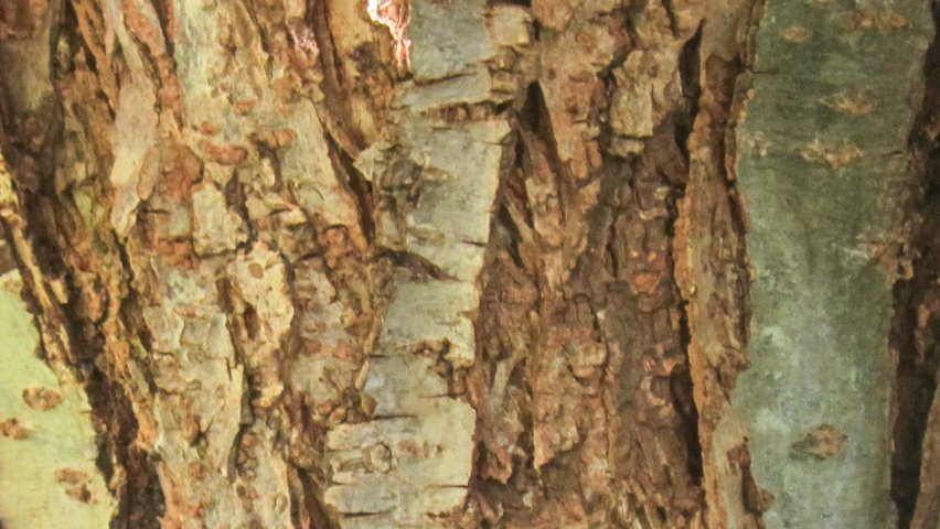 Prunus triloba Rinden