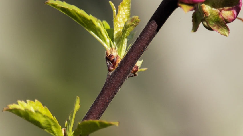 Prunus triloba Blumen