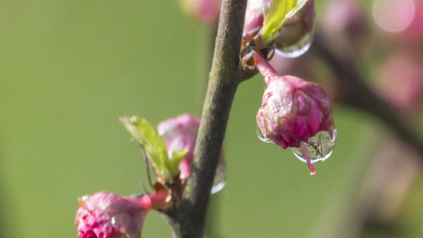 Prunus triloba Blumen