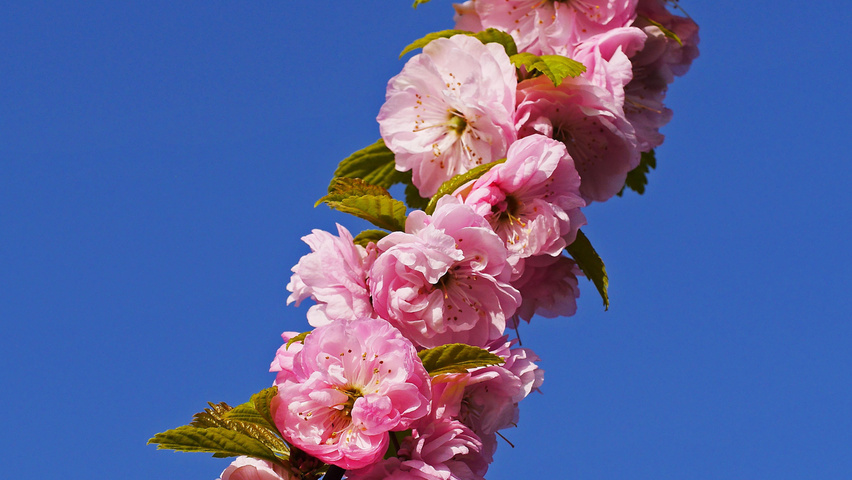 Prunus triloba Blumen