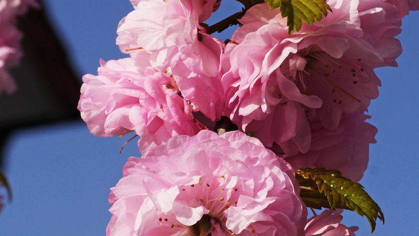 Prunus triloba Blumen