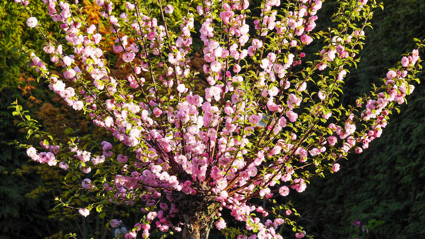 Prunus triloba Blumen