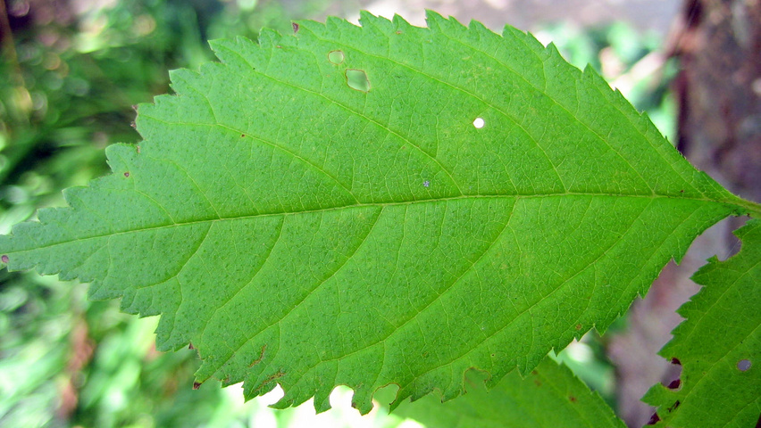 Prunus triloba Blatt