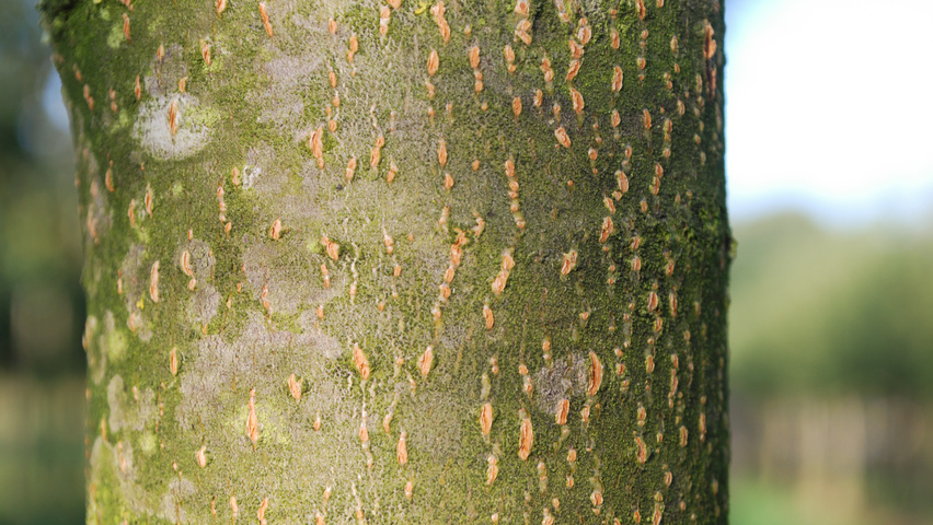 Prunus 'Umineko' bast