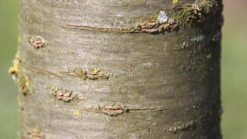 Prunus 'Umineko' bast