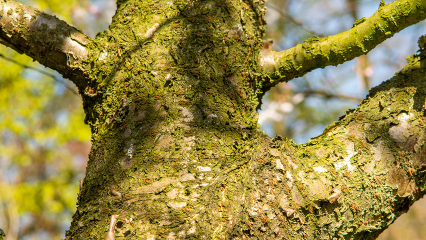 Prunus 'Umineko' bast