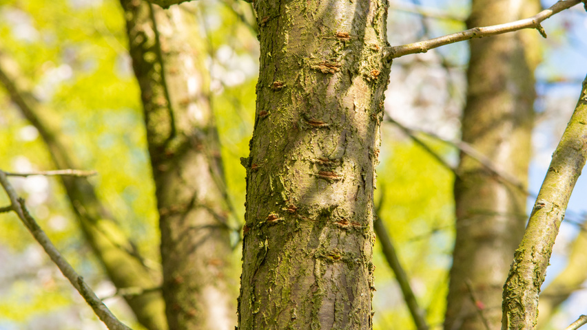 Prunus 'Umineko' bast