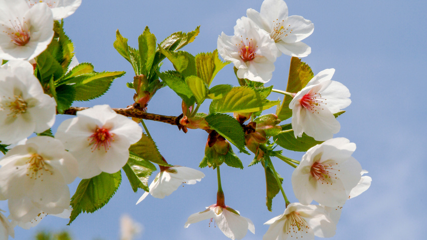 Prunus 'Umineko' bloem