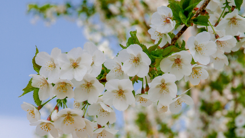 Prunus 'Umineko' bloem