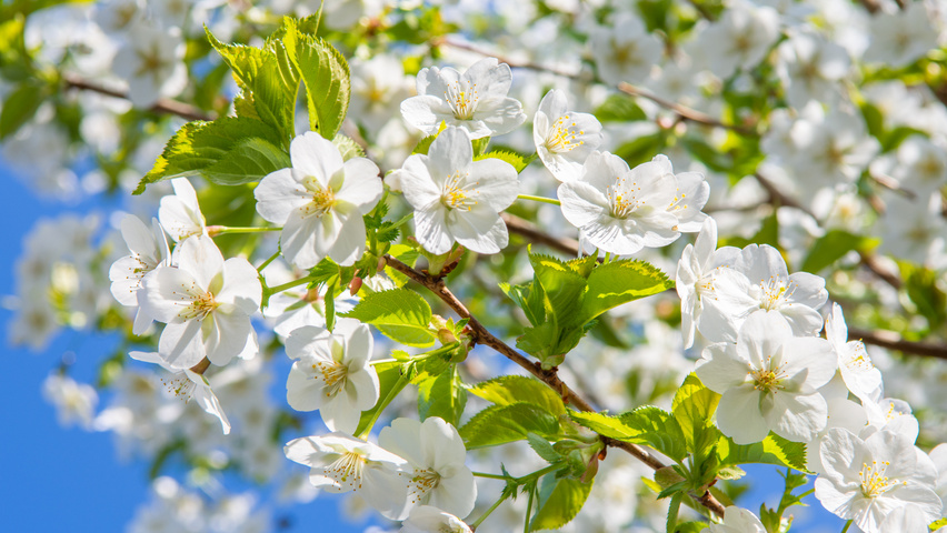 Prunus 'Umineko' bloem