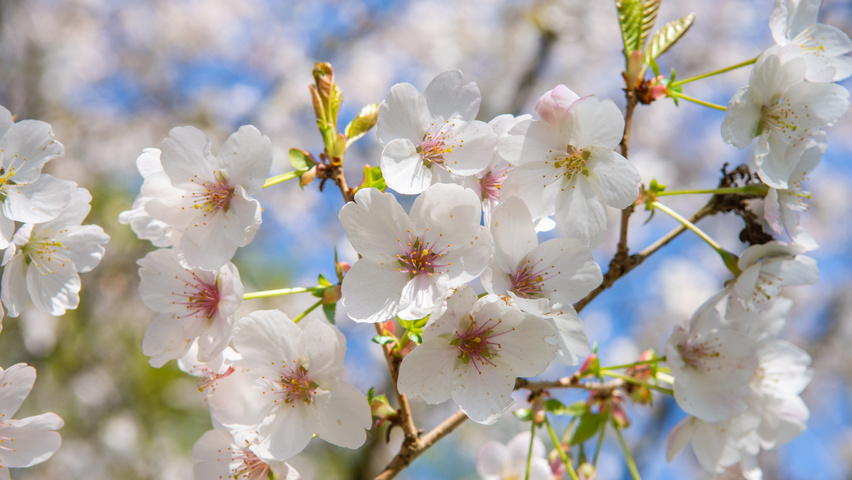Prunus 'Umineko' bloem