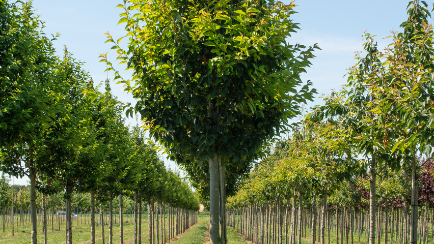 Prunus 'Umineko' hoogstam
