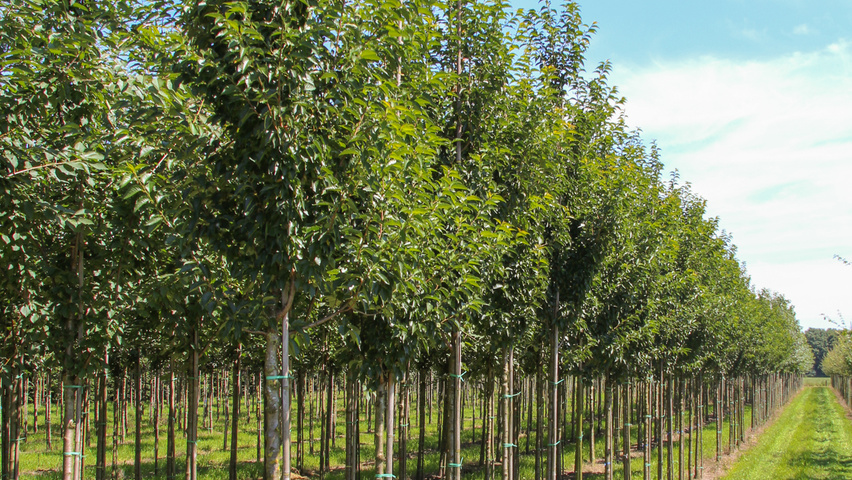 Prunus 'Umineko' hoogstam