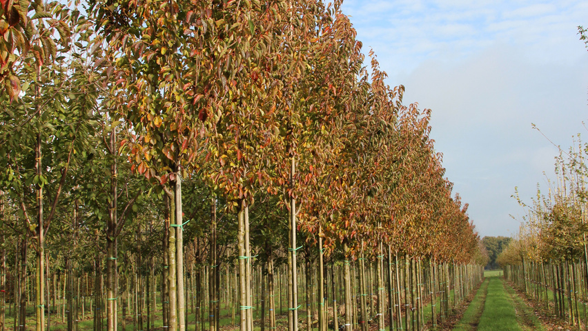 Prunus 'Umineko' hoogstam