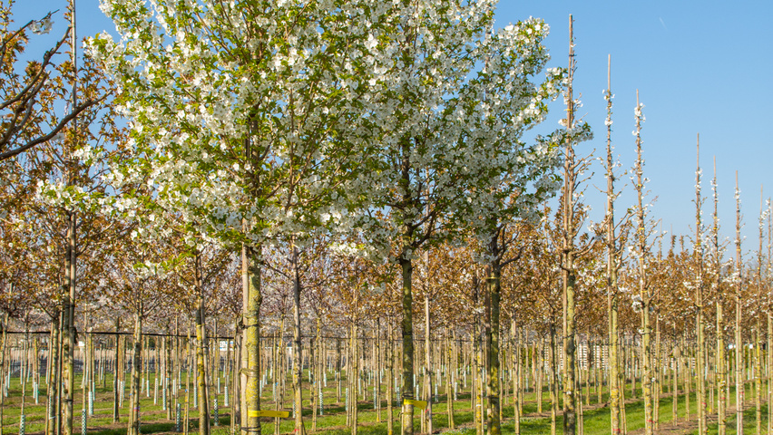 Prunus 'Umineko' hoogstam