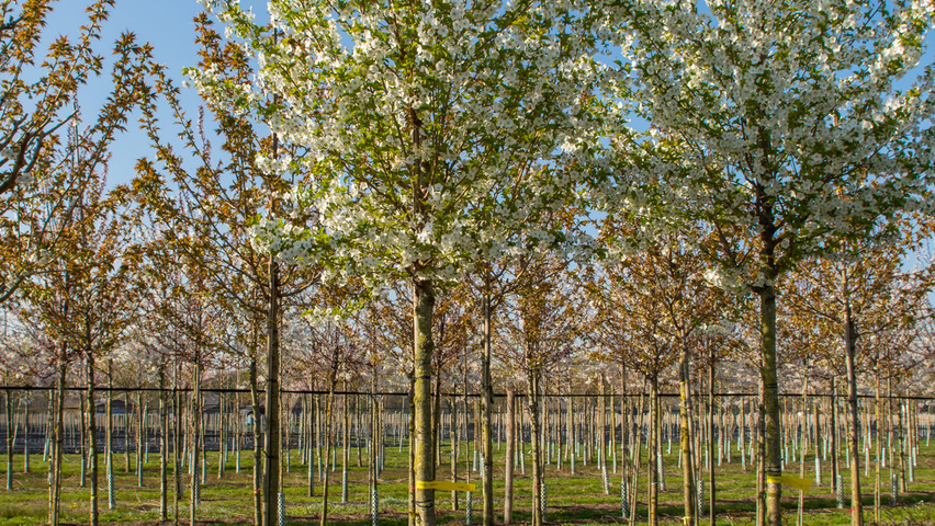 Prunus 'Umineko' hoogstam