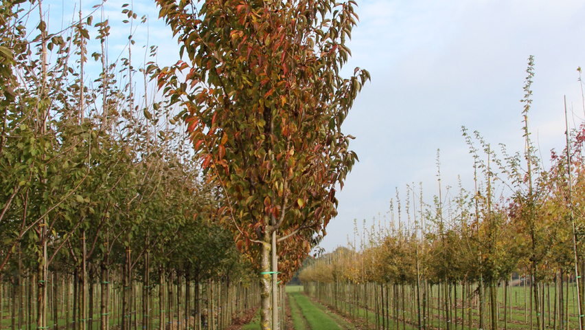 Prunus 'Umineko' hoogstam