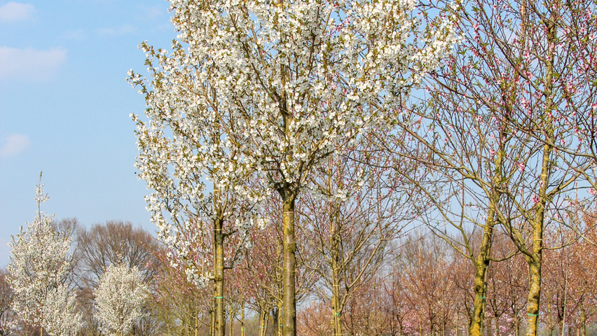 Prunus 'Umineko' hoogstam