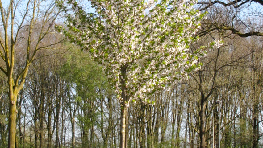 Prunus 'Umineko' hoogstam