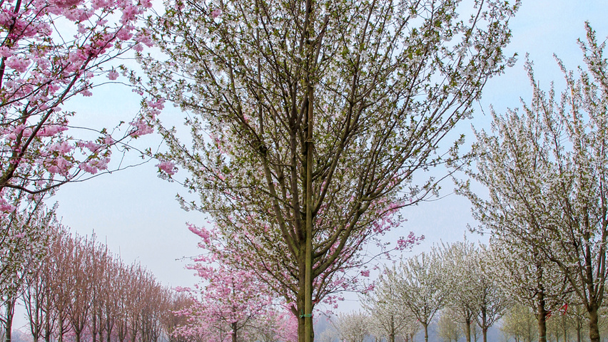 Prunus 'Umineko' hoogstam