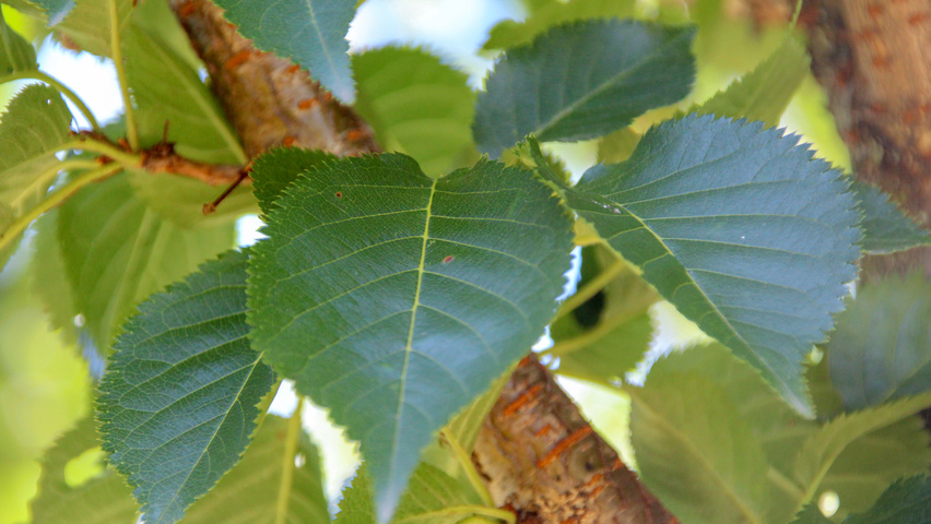 Prunus 'Umineko' blad