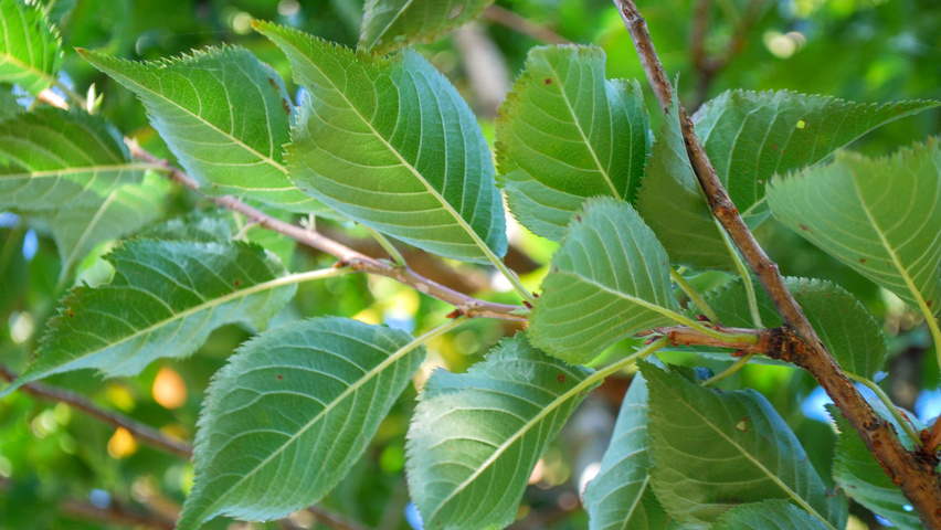 Prunus 'Umineko' blad