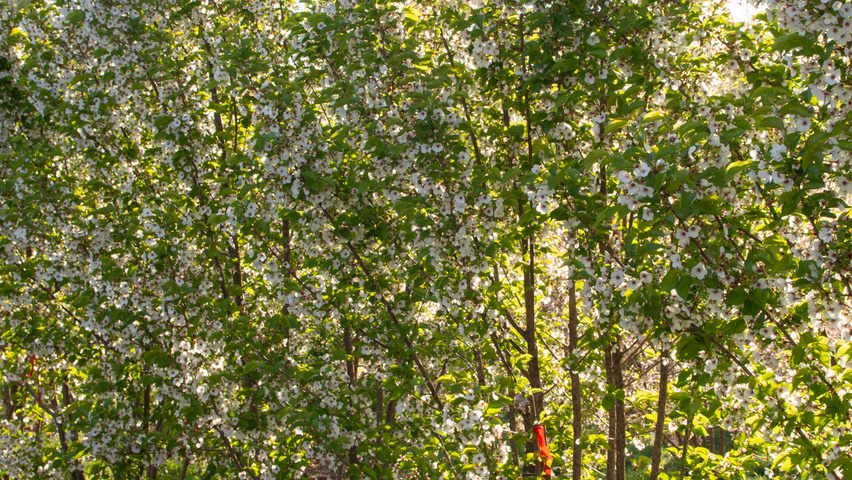 Prunus 'Umineko' meerstammig