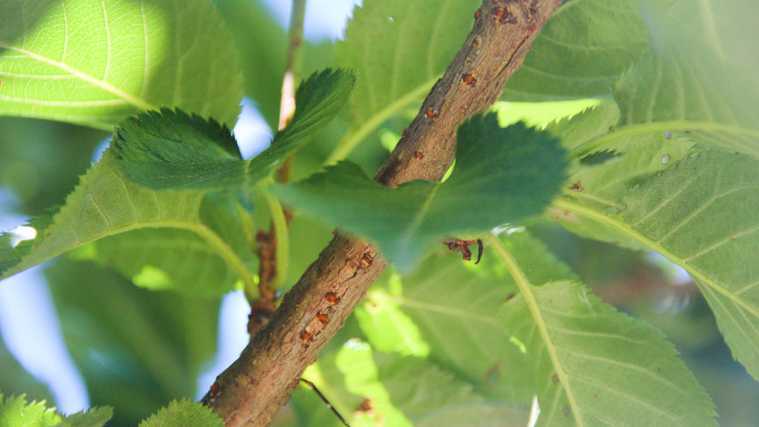 Prunus 'Umineko' twijgen