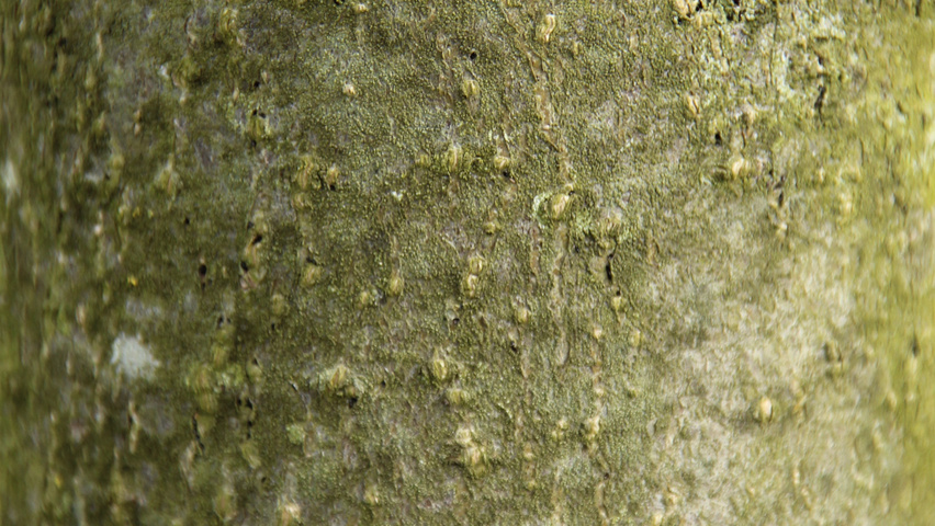 Prunus virginiana 'Canada Red' bast